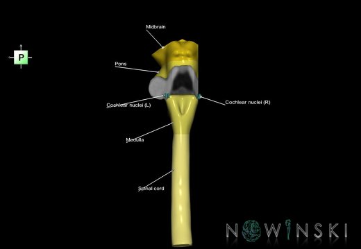 G7.T9-10-19.16.V3.Dr-10.C2.L1.Brainstem-Cervical spinal cord right cut–CN nuclei