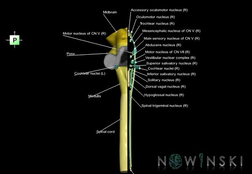 G7.T9-10-19.16.V3.Dr00.C2.L1.Brainstem-Cervical spinal cord right cut–CN nuclei
