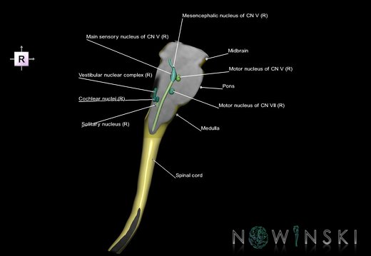 G7.T9-10-19.16.V4.Dr-05.C2.L1.Brainstem-Cervical spinal cord right cut–CN nuclei