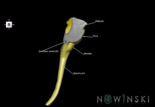 G7.T9-10-19.16.V4.Dr-10.C2.L1.Brainstem-Cervical spinal cord right cut–CN nuclei