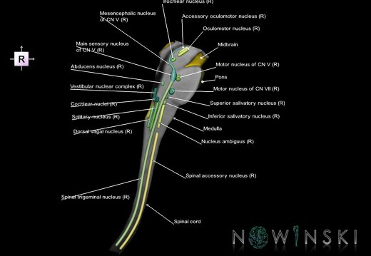 G7.T9-10-19.16.V4.Dr00.C2.L1.Brainstem-Cervical spinal cord right cut–CN nuclei