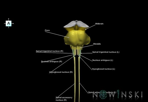 G7.T9-10-19.16.V1.Di-45.C2.L1.Brainstem-Cervical spinal cord inferior cut–CN nuclei