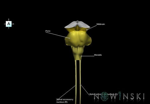 G7.T9-10-19.16.V1.Di-60.C2.L1.Brainstem-Cervical spinal cord inferior cut–CN nuclei