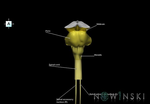 G7.T9-10-19.16.V1.Di-90.C2.L1.Brainstem-Cervical spinal cord inferior cut–CN nuclei