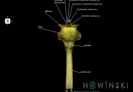 G7.T9-10-19.16.V1.Ds-10.C2.L1.Brainstem-Cervical spinal cord superior cut–CN nuclei