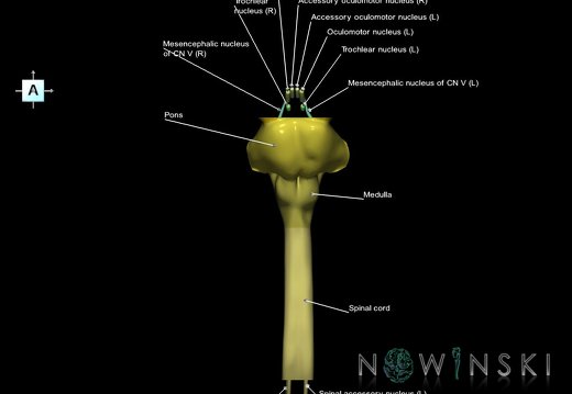 G7.T9-10-19.16.V1.Ds-15.C2.L1.Brainstem-Cervical spinal cord superior cut–CN nuclei