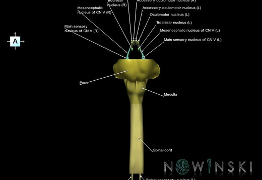 G7.T9-10-19.16.V1.Ds-20.C2.L1.Brainstem-Cervical spinal cord superior cut–CN nuclei