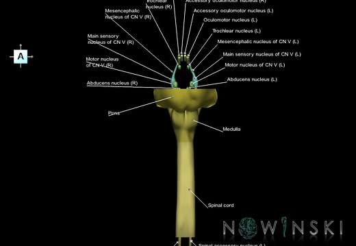 G7.T9-10-19.16.V1.Ds-25.C2.L1.Brainstem-Cervical spinal cord superior cut–CN nuclei