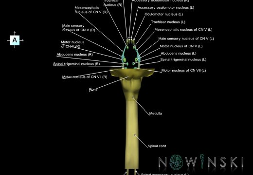 G7.T9-10-19.16.V1.Ds-30.C2.L1.Brainstem-Cervical spinal cord superior cut–CN nuclei