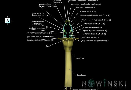 G7.T9-10-19.16.V1.Ds-35.C2.L1.Brainstem-Cervical spinal cord superior cut–CN nuclei