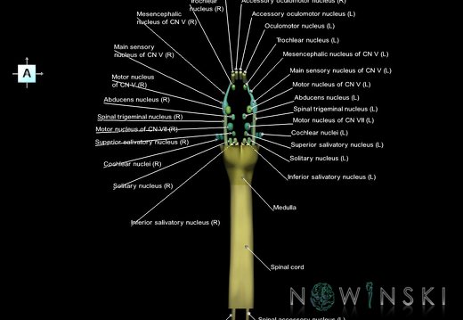 G7.T9-10-19.16.V1.Ds-40.C2.L1.Brainstem-Cervical spinal cord superior cut–CN nuclei