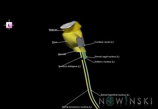 G7.T9-10-19.16.V2.Di-45.C2.L1.Brainstem-Cervical spinal cord inferior cut–CN nuclei