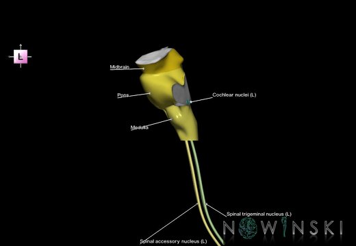 G7.T9-10-19.16.V2.Di-60.C2.L1.Brainstem-Cervical spinal cord inferior cut–CN nuclei