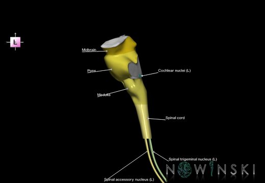 G7.T9-10-19.16.V2.Di-90.C2.L1.Brainstem-Cervical spinal cord inferior cut–CN nuclei