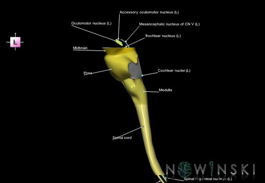 G7.T9-10-19.16.V2.Ds-10.C2.L1.Brainstem-Cervical spinal cord superior cut–CN nuclei
