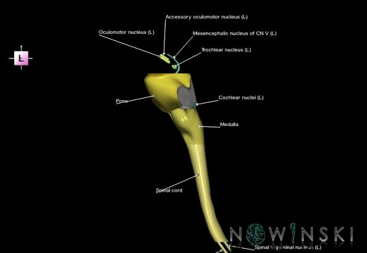 G7.T9-10-19.16.V2.Ds-15.C2.L1.Brainstem-Cervical spinal cord superior cut–CN nuclei