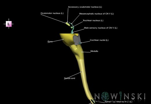 G7.T9-10-19.16.V2.Ds-20.C2.L1.Brainstem-Cervical spinal cord superior cut–CN nuclei