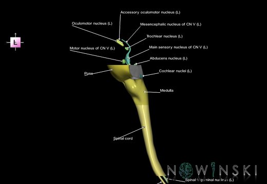 G7.T9-10-19.16.V2.Ds-25.C2.L1.Brainstem-Cervical spinal cord superior cut–CN nuclei