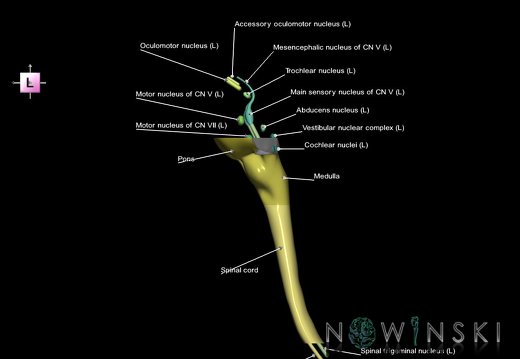 G7.T9-10-19.16.V2.Ds-30.C2.L1.Brainstem-Cervical spinal cord superior cut–CN nuclei