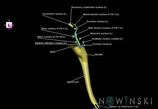 G7.T9-10-19.16.V2.Ds-35.C2.L1.Brainstem-Cervical spinal cord superior cut–CN nuclei