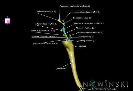 G7.T9-10-19.16.V2.Ds-40.C2.L1.Brainstem-Cervical spinal cord superior cut–CN nuclei