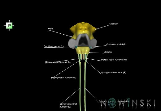 G7.T9-10-19.16.V3.Di-45.C2.L1.Brainstem-Cervical spinal cord inferior cut–CN nuclei