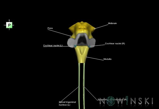 G7.T9-10-19.16.V3.Di-60.C2.L1.Brainstem-Cervical spinal cord inferior cut–CN nuclei