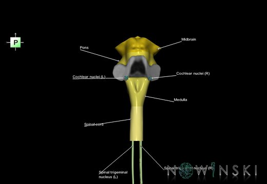 G7.T9-10-19.16.V3.Di-90.C2.L1.Brainstem-Cervical spinal cord inferior cut–CN nuclei