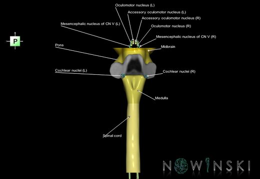 G7.T9-10-19.16.V3.Ds-10.C2.L1.Brainstem-Cervical spinal cord superior cut–CN nuclei