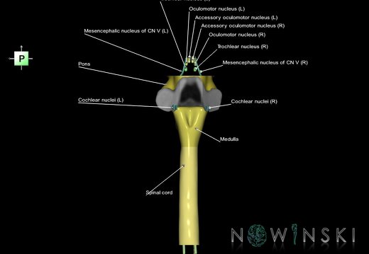 G7.T9-10-19.16.V3.Ds-15.C2.L1.Brainstem-Cervical spinal cord superior cut–CN nuclei