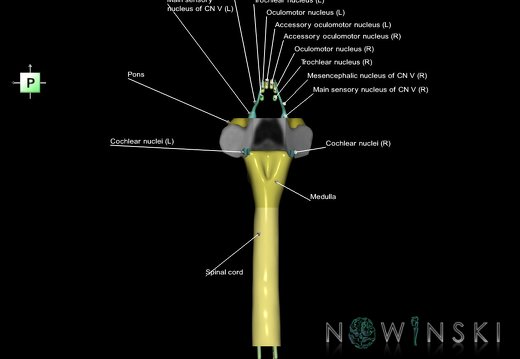 G7.T9-10-19.16.V3.Ds-20.C2.L1.Brainstem-Cervical spinal cord superior cut–CN nuclei