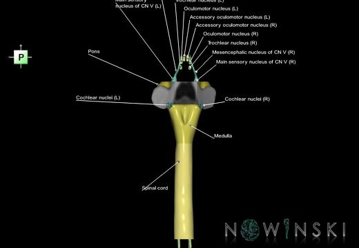 G7.T9-10-19.16.V3.Ds-20.C2.L1.Brainstem-Cervical spinal cord superior cut–CN nuclei