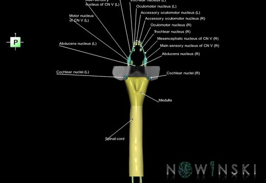 G7.T9-10-19.16.V3.Ds-25.C2.L1.Brainstem-Cervical spinal cord superior cut–CN nuclei