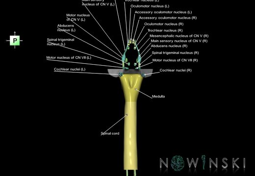 G7T9-10-19.6.Brainstem-CervicalSpinalCordCut-CNNuclei