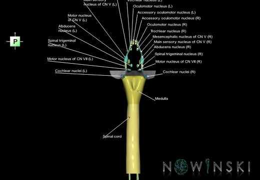 G7.T9-10-19.16.V3.Ds-30.C2.L1.Brainstem-Cervical spinal cord superior cut–CN nuclei