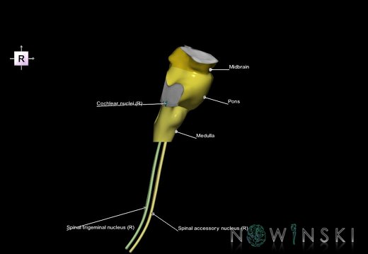 G7.T9-10-19.16.V4.Di-60.C2.L1.Brainstem-Cervical spinal cord inferior cut–CN nuclei