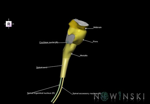 G7.T9-10-19.16.V4.Di-90.C2.L1.Brainstem-Cervical spinal cord inferior cut–CN nuclei