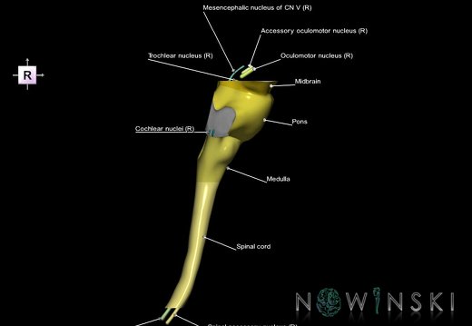 G7.T9-10-19.16.V4.Ds-10.C2.L1.Brainstem-Cervical spinal cord superior cut–CN nuclei