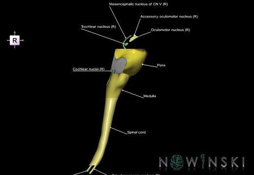 G7.T9-10-19.16.V4.Ds-15.C2.L1.Brainstem-Cervical spinal cord superior cut–CN nuclei
