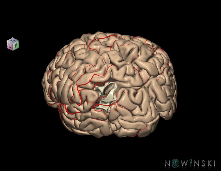 G8.T3.1-6_6.1-13.4-15.2.V7.C1.L0.Cerebrum-No_angular_gyrus_left-White_matter-Intracranial_arteries.tiff