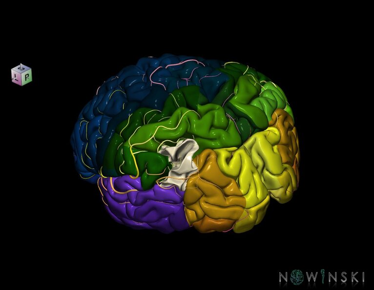 G8.T3.1-6_6.1-13.4-15.2.V7.C2.L0.Cerebrum-No_angular_gyrus_left-White_matter-Intracranial_arteries.tiff