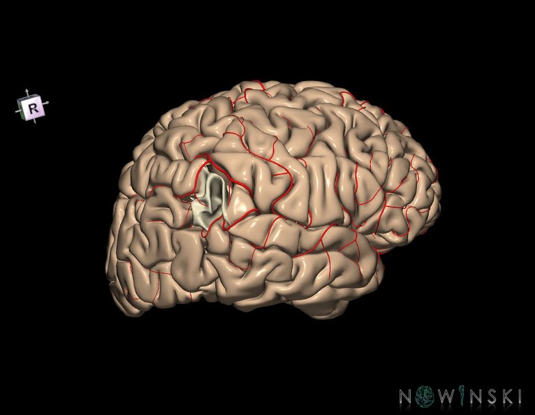 G8.T3.1-6_6.1-13.4-15.2.V8.C1.L0.Cerebrum-No_angular_gyrus_right-White_matter-Intracranial_arteries.tiff