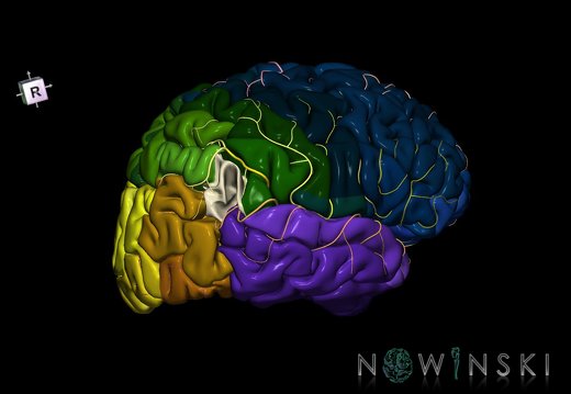 G8.T3.1-6 6.1-13.4-15.2.V8.C2.L0.Cerebrum-No angular gyrus right-White matter-Intracranial arteries
