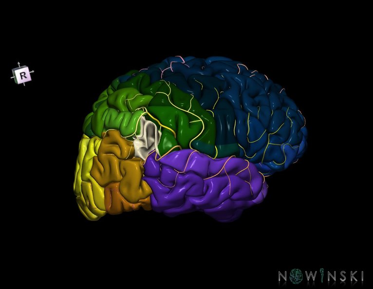 G8.T3.1-6_6.1-13.4-15.2.V8.C2.L0.Cerebrum-No_angular_gyrus_right-White_matter-Intracranial_arteries.tiff
