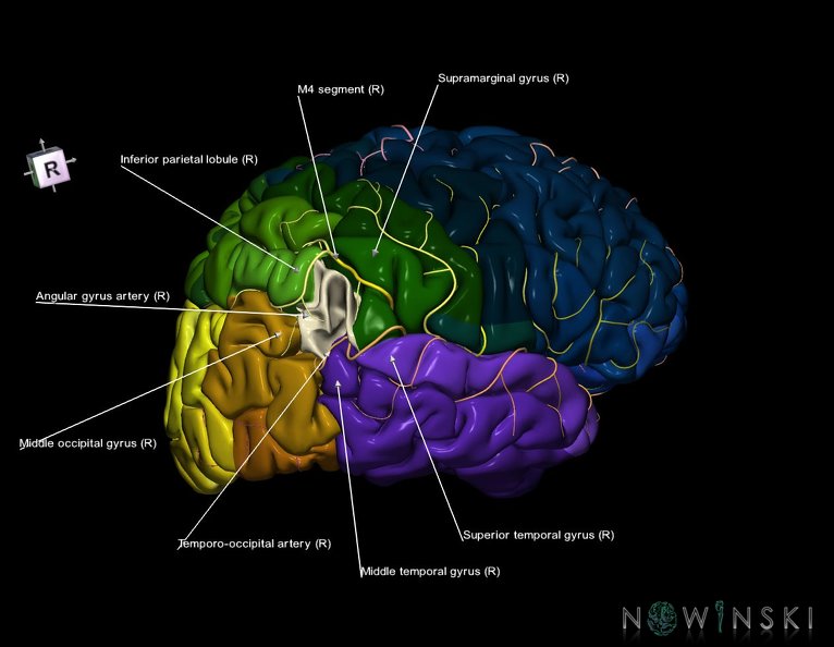 G8.T3.1-6_6.1-13.4-15.2.V8.C2.L1.Cerebrum-No_angular_gyrus_right-White_matter-Intracranial_arteries.tiff