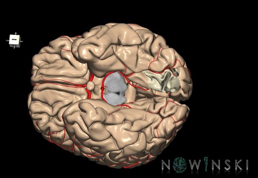 G8.T3.1-6 6.11-13.4-15.2.V7.C1.L0.Cerebrum-No lingual gyrus left-WM-Intracranial arteries
