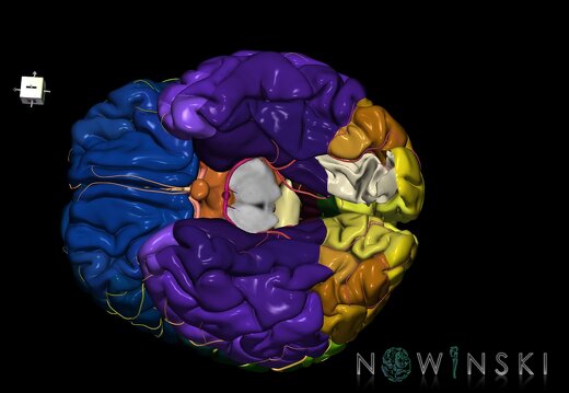 G8.T3.1-6 6.11-13.4-15.2.V7.C2.L0.Cerebrum-No lingual gyrus left-WM-Intracranial arteries