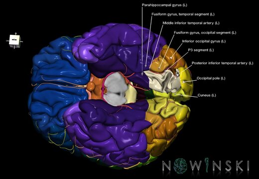G8.T3.1-6 6.11-13.4-15.2.V7.C2.L1.Cerebrum-No lingual gyrus left-WM-Intracranial arteries