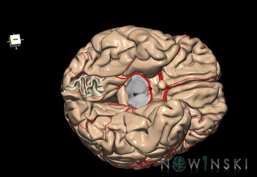 G8.T3.1-6 6.11-13.4-15.2.V8.C1.L0.Cerebrum-No lingual gyrus right-WM-Intracranial arteries