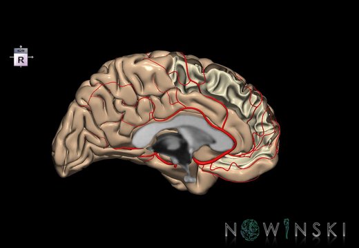 G8.T3.2-6 6.12-13.4-15.3.V7.C1.L0.Cerebrum-No medial frontal gyrus left-WM-Intracranial arteries